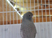 Blackface hen baby budgies