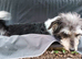 Rehoming Buddy- Jack Russel Mix 2 years old (born Sept.)