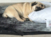 Pug