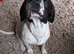 New Home needed for Nala