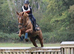 Rosie 16.2hh 7yo TB Mare flashy