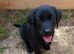 Labrador Puppies