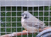 Zebra finches