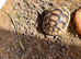 Marginated tortoise