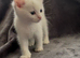 White kitten and tuxedo kittens ready to leave
