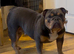 Stunning Blue and tan tri K.C reg girl