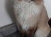 Ragdoll