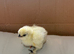 Days old silkie chicks x 3
