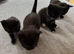 4 beautiful short haired kittens for sale
