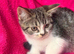 Kittens female ready now