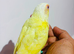 Gorgeous baby albino conure