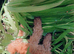 Miniature Poodle.