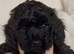 Stunning Black Maltipoo Puppies DNA Health Tested Clear Parents