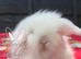 Beautiful TeddyWidder Bunnies