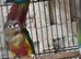 Pineapple Conures