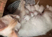 5 ragdoll girls