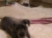 Poodle cross lurcher