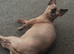 *REDUCED* Stunning pink Sphynx boy available