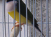 1 male Goldian finch