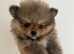 Miniature teddy Poms