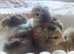Day old chicks available buff sussex brahma pekin