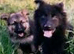 Beautiful K.C. Reg. Black / White German Shepherd Pups