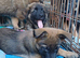 German Shepherd Cross puppies