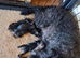 Cockapoo x chihuahua girls