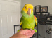 Double yellow headed amazon