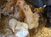 Bantam chicks for sale