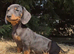 Gorgeous miniature dachshund puppies looking for there new homes