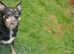 Dog bording