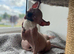 Canadian Sphynx cuddle bugs