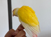 Baby Lutino conure hand reared