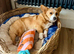 Cardigan Corgi Girl
