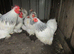 Pair of Pekin Pullets ( Guaranteed Female)