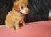 Male toy poodle pup