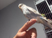 Baby budgies
