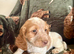 ️ beautiful cocker spaniel puppy’s for sale ️