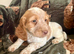 ️ beautiful cocker spaniel puppy’s for sale ️