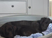 Labador retriever kc girl 18 wks