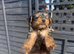 Yorkshire Terrier boys