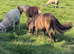 Registered miniature Buckskin Yearling Gelding