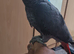 Super silly tame yang parrot