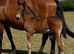 Breathtakingly Beautiful Bright Bay Warmblood X Friesian