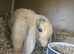 Mini lop baby boy chocolate harlequin