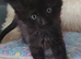 Ragdoll X Maincoone kittens
