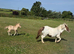 Mare&filly foal