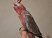 Two Babe Galah Cockatoo