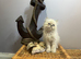 NOW ONLY 2 REMAINING , READY NOW STUNNING BLUE COLOURPOINT PERSIAN BOYS